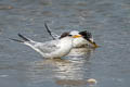 Little Tern Sternula albifrons pusilla