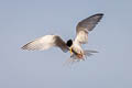 Little Tern Sternula albifrons pusilla