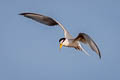 Little Tern Sternula albifrons pusilla