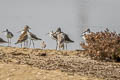 Long-billed Dowitcher Limnodromus scolopaceus