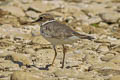 Long-billed Plover Charadrius placidus 