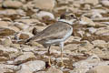 Long-billed Plover Charadrius placidus 