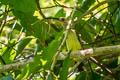 Thick-billed Spiderhunter Arachnothera crassirostris