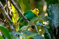 Long-tailed Broadbill Psarisomus dalhousiae cyanicauda 