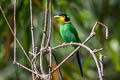 Long-tailed Broadbill Psarisomus dalhousiae dalhousiae