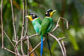 Long-tailed Broadbill Psarisomus dalhousiae dalhousiae