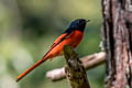 Long-tailed Minivet Pericrocotus ethologus ethologus 