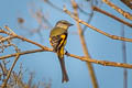 Long-tailed Minivet Pericrocotus ethologus ethologus 