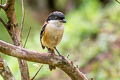 Long-tailed Shrike Lanius schach tricolor