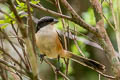 Long-tailed Shrike Lanius schach tricolor