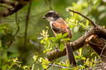 Long-tailed Shrike Lanius schach tricolor