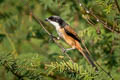 Long-tailed Shrike Lanius schach tricolor