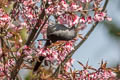 Long-tailed Sibia Heterophasia picaoides cana