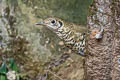 Long-tailed Thrush Zoothera dixoni