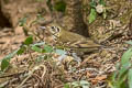 Long-tailed Thrush Zoothera dixoni