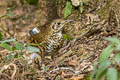 Long-tailed Thrush Zoothera dixoni