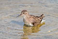 Long-toed Stint Calidris subminuta