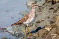 Long-toed Stint Calidris subminuta