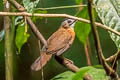 Malayan Black-capped Babbler Pellorneum nigrocapitatum