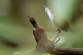 Malayan Swamp Babbler Babbler Pellorneum rostratum