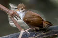 Malayan Swamp Babbler Babbler Pellorneum rostratum