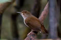 Malayan Swamp Babbler Babbler Pellorneum rostratum