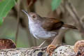 Malayan Swamp Babbler Babbler Pellorneum rostratum