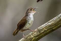 Malayan Swamp Babbler Babbler Pellorneum rostratum