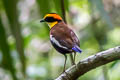 Malayan Banded Pitta Hydrornis irena ripleyi