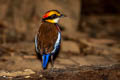 Malayan Banded Pitta Hydrornis irena ripleyi