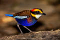 Malayan Banded Pitta Hydrornis irena ripleyi