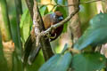 Malayan Laughingthrush Trochalopteron peninsulae