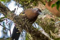 Malayan Laughingthrush Trochalopteron peninsulae