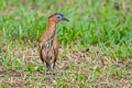 Malayan Night Heron Nycticorax melanolophus