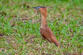 Malayan Night Heron Nycticorax melanolophus