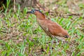 Malayan Night Heron Nycticorax melanolophus