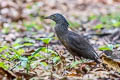 Malayan Night Heron Nycticorax melanolophus