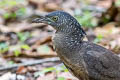 Malayan Night Heron Nycticorax melanolophus