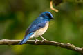 Malaysian Blue Flycatcher Cyornis turcosus