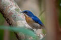 Malaysian Blue Flycatcher Cyornis turcosus