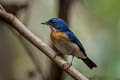 Malaysian Blue Flycatcher Cyornis turcosus