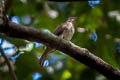 Malaysian Honeyguide Indicator archipelagicus