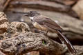 Malaysian Pied Fantail Rhipidura javanica longicauda