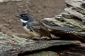 Malaysian Pied Fantail Rhipidura javanica longicauda