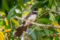 Malaysian Pied Fantail Rhipidura javanica longicauda