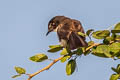 Malaysian Pied Fantail Rhipidura javanica longicauda