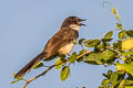 Malaysian Pied Fantail Rhipidura javanica longicauda