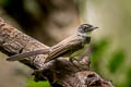 Malaysian Pied Fantail Rhipidura javanica longicauda