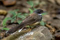 Malaysian Pied Fantail Rhipidura javanica longicauda