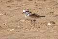 Malaysian Plover Anarhynchus peronii